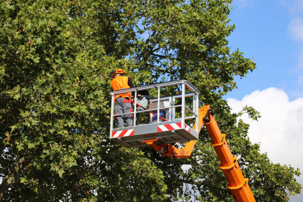 Tree and Shrub Care in Sea Isle City, NJ