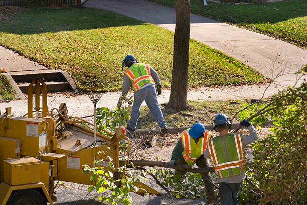 Trusted Sea Isle City, NJ Tree Services Experts